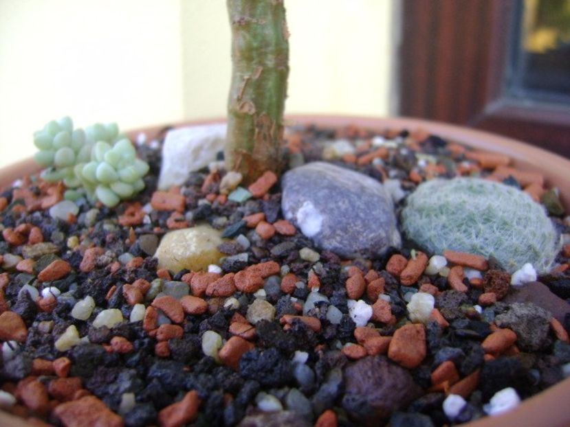 Crassula sarcocaulis, detaliu - Suculente 2017