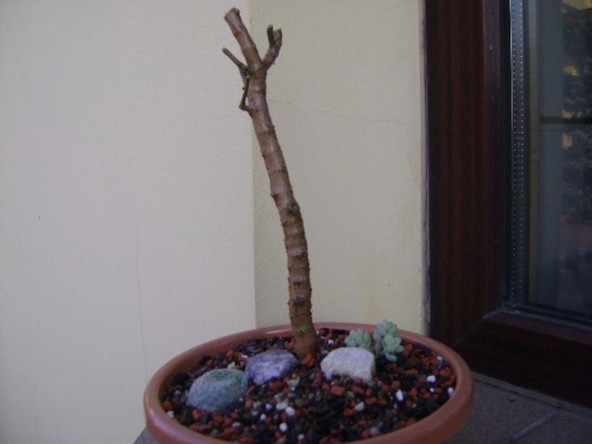 Crassula sarcocaulis - Suculente 2017