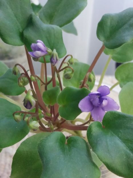 23 nov - Rob s Humpty Doo Sport