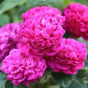 rose de rescht - Noutati 2017