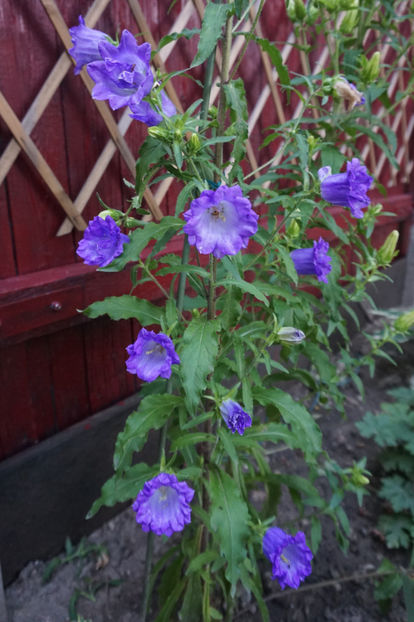 Campanula medium - Campanula