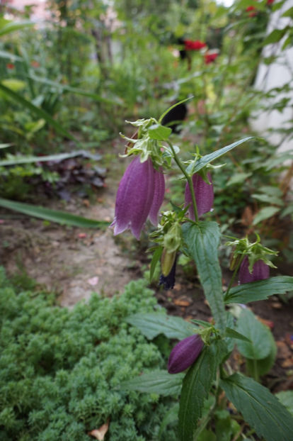  - Campanula