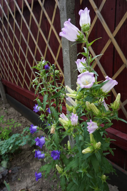  - Campanula