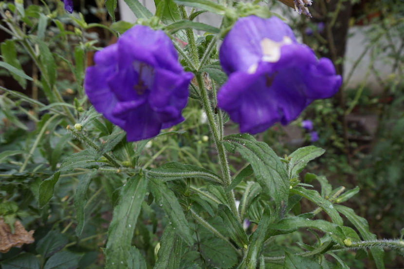  - Campanula