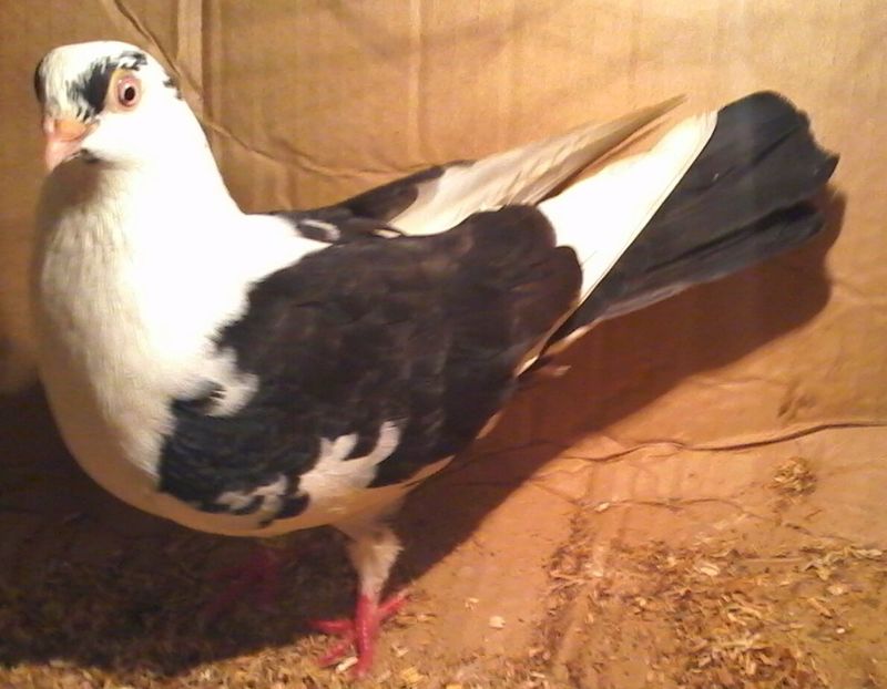 Moriscara tare - z1-pui 2015 2016 2017 2018