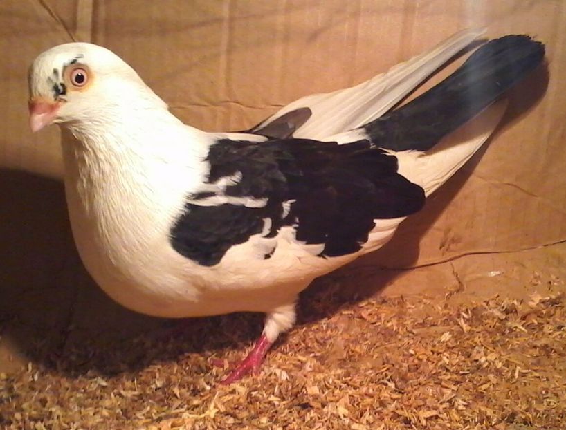 Moriscar tare - z1-pui 2015 2016 2017 2018