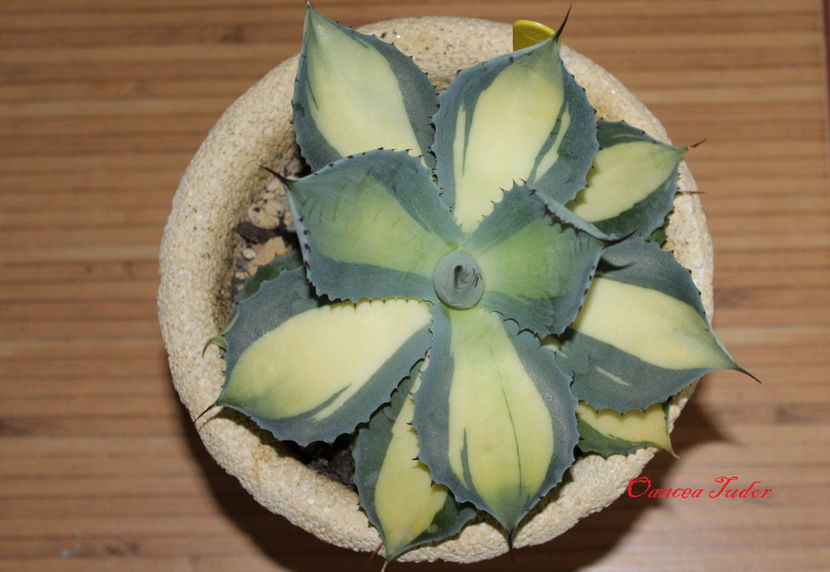 Agave Potatorum Rum Runner 1 - Agave Potatorum