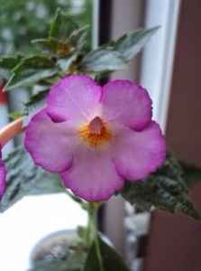 Daisy Boo - Achimenes 2017