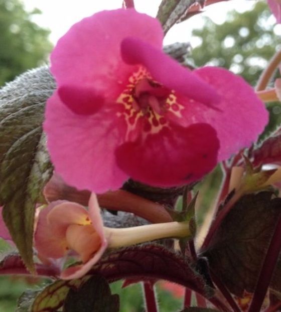 Hard to get - Achimenes 2017