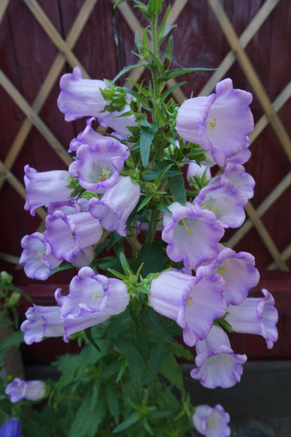  - Campanula