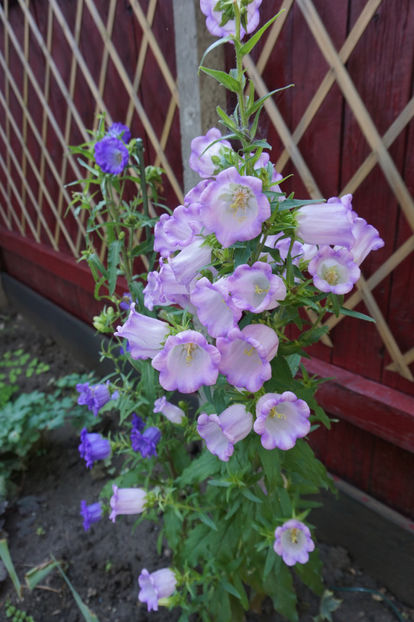  - Campanula