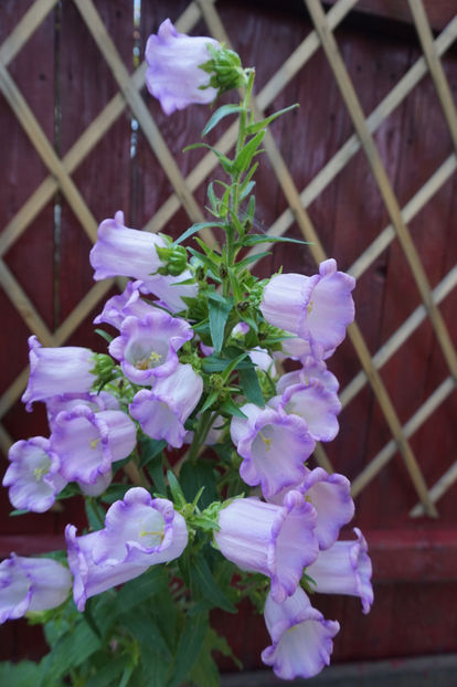  - Campanula