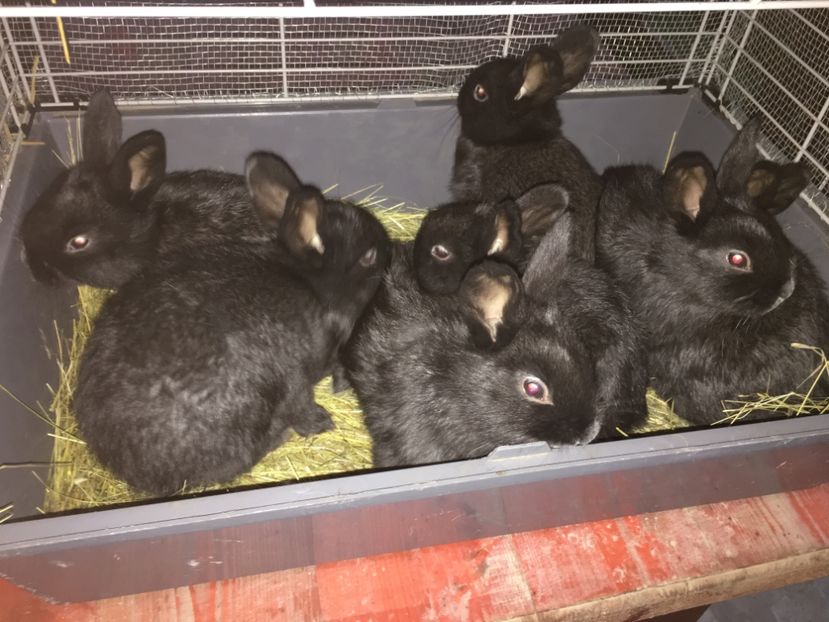 4 M si 3 F deparazitare cu Baycox si Dectomax in 23.11.2017 - 2 Cuib 21-10-2017 - 7 pui