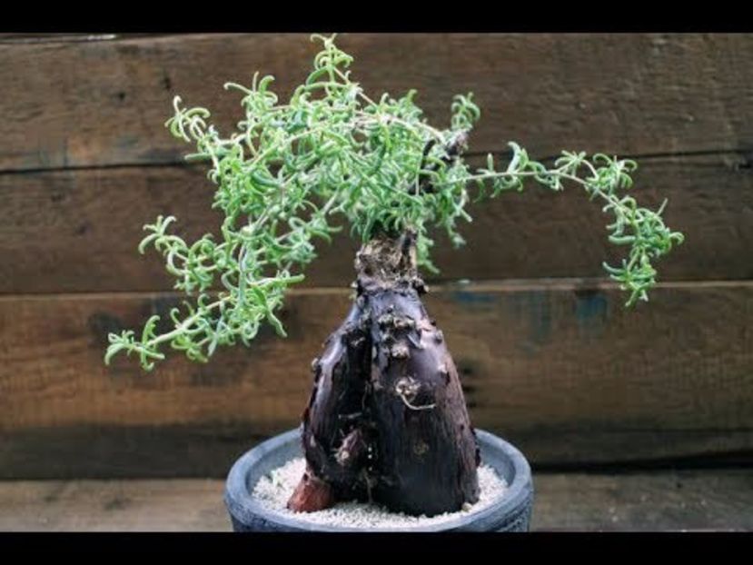 Mestoklema arboriforme - achizitionata - Whish list pentru viata urmatoare1