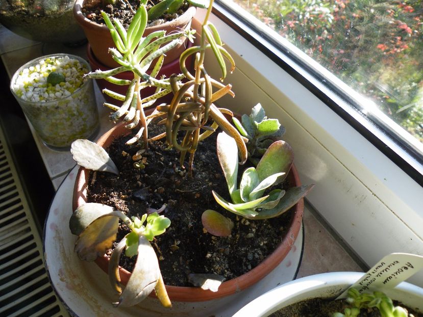 kalanchoe - Colectie suculente