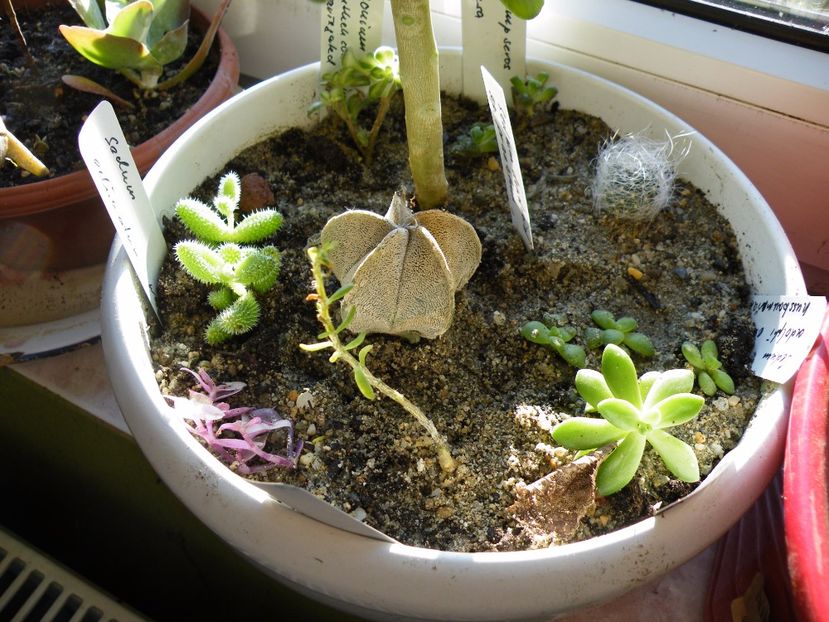  - Colectie suculente