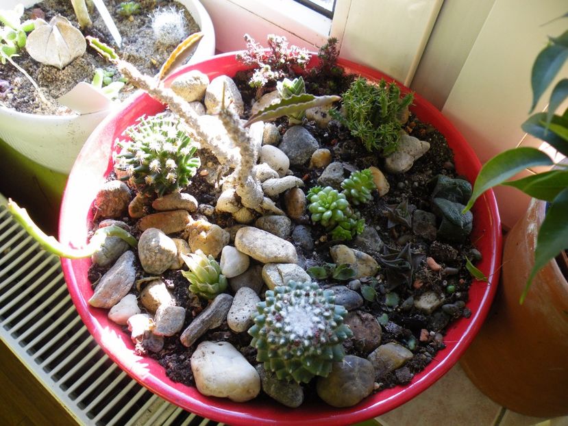  - Colectie suculente