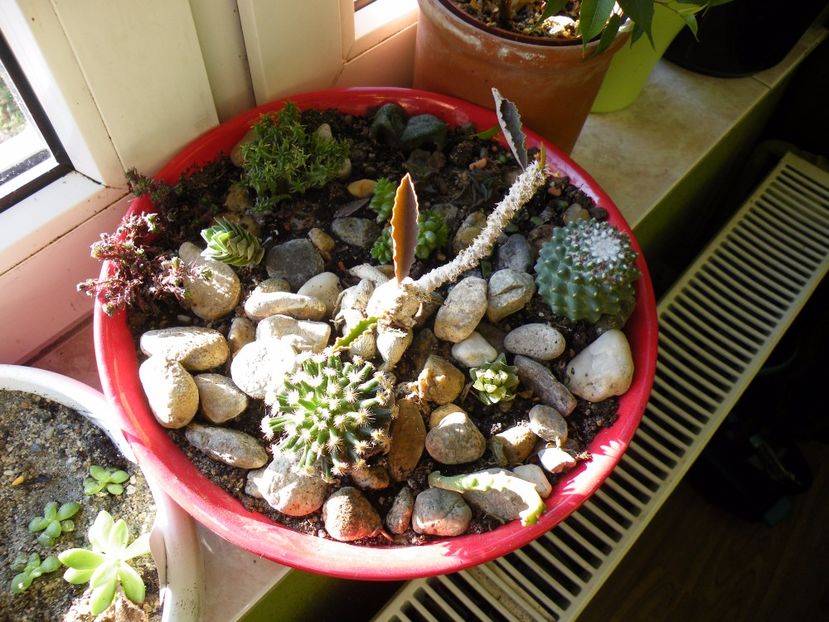  - Colectie suculente