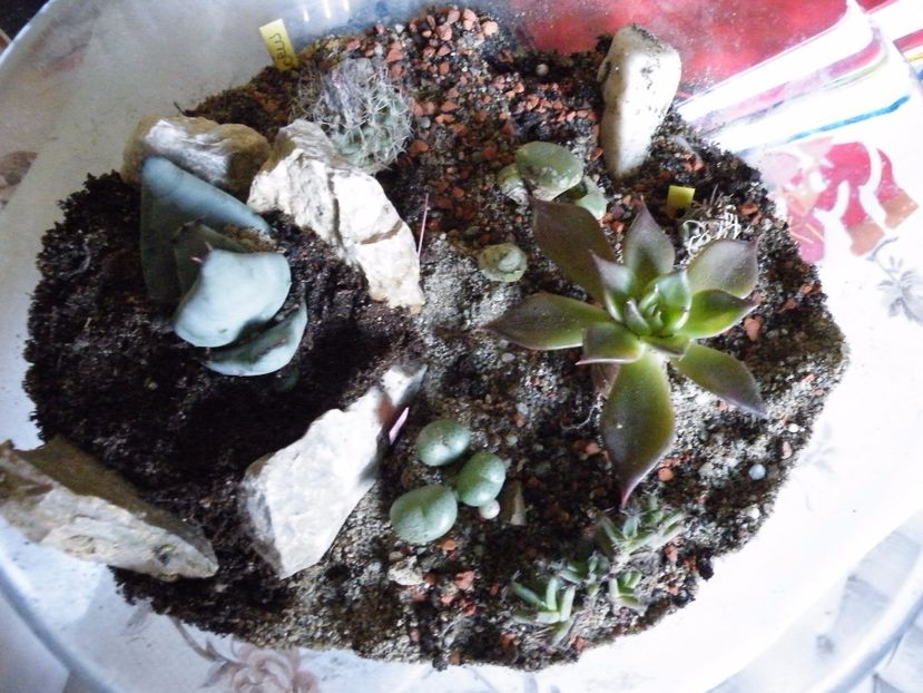  - Colectie suculente