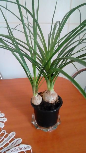 Nolina - Alte flori si plante