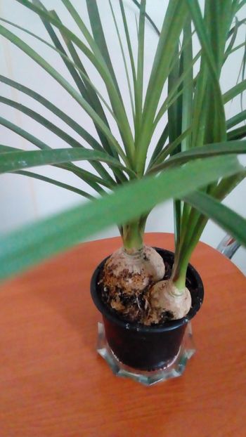  - Alte flori si plante