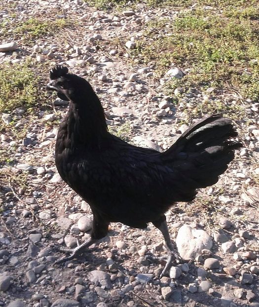 22047961_1870869559652806_7078105055437057899_o (1) - ayam cemani