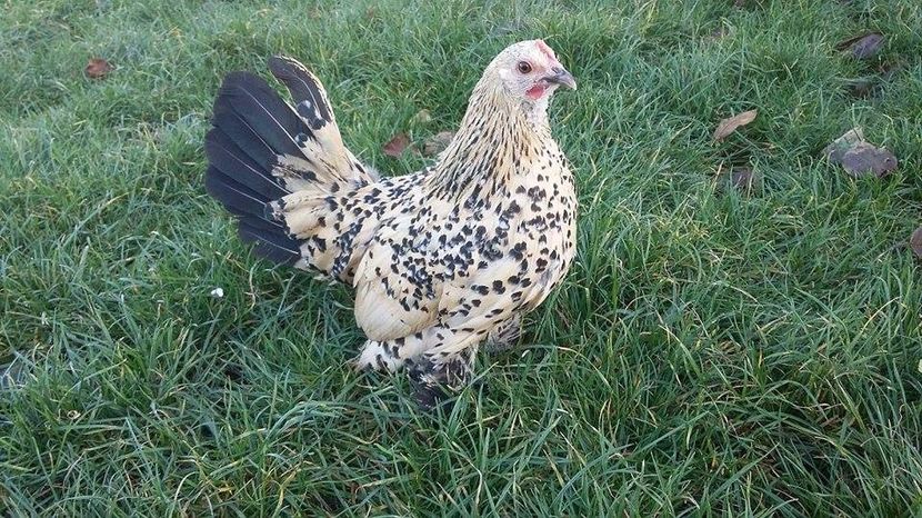 Portelan lemon - Sectiunea 1A-Gaini mii de flori -oua si puisori!