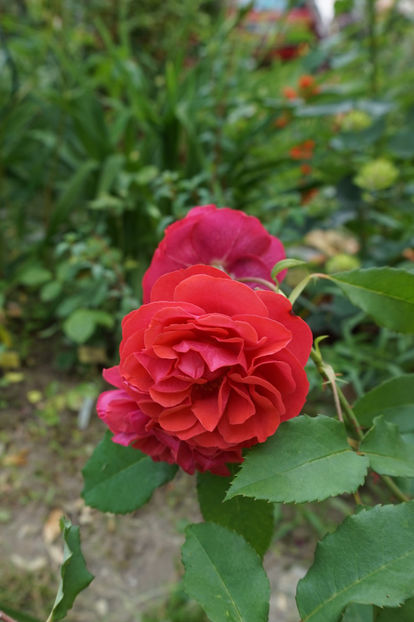  - Rita des Trois Lucs