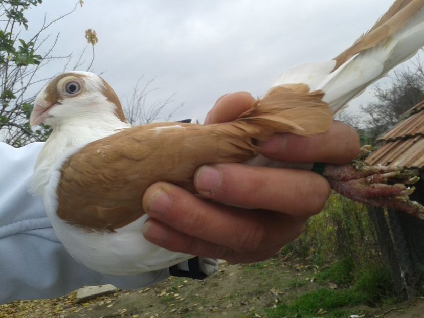 fată - porumbei galateni