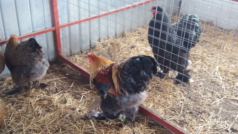  - Brahma Varietăţii pt 2018