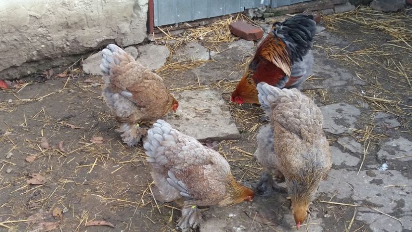  - Brahma Varietăţii pt 2018