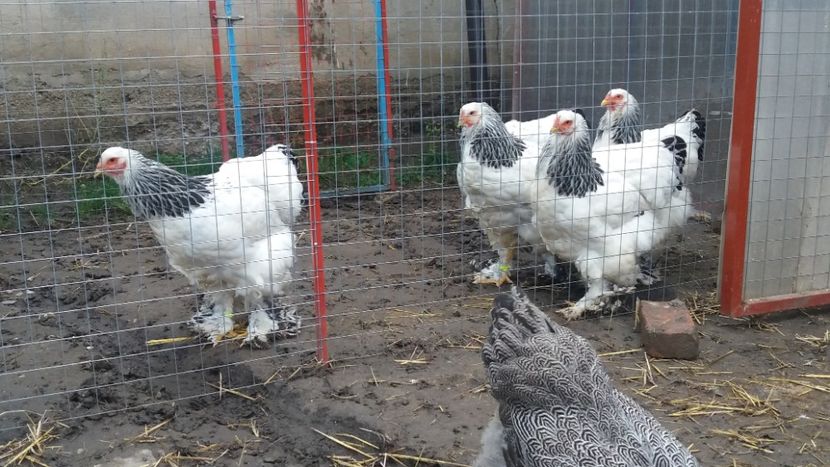  - Brahma Varietăţii pt 2018