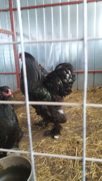  - Brahma Varietăţii pt 2018