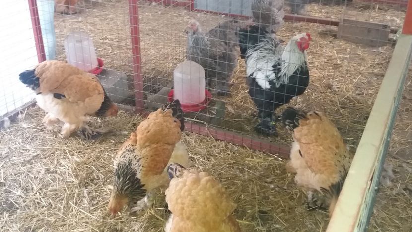  - Brahma Varietăţii pt 2018