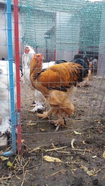  - Brahma Varietăţii pt 2018