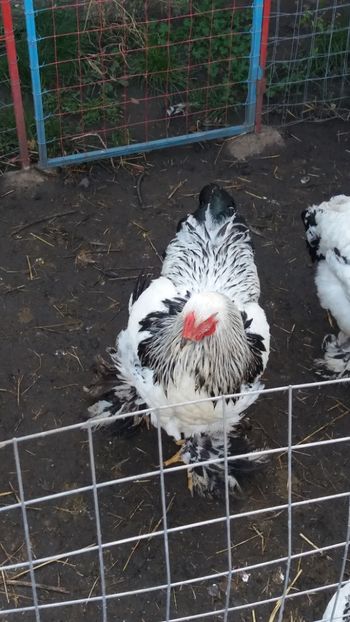  - Brahma Varietăţii pt 2018