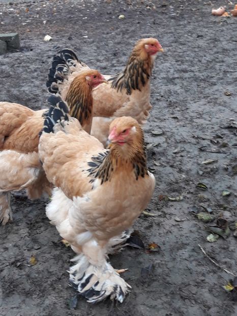  - Brahma columbia 2018