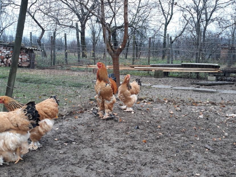 20171123_100839(0) - Brahma columbia 2018