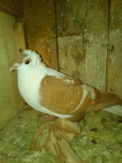  - randunele de saxonia