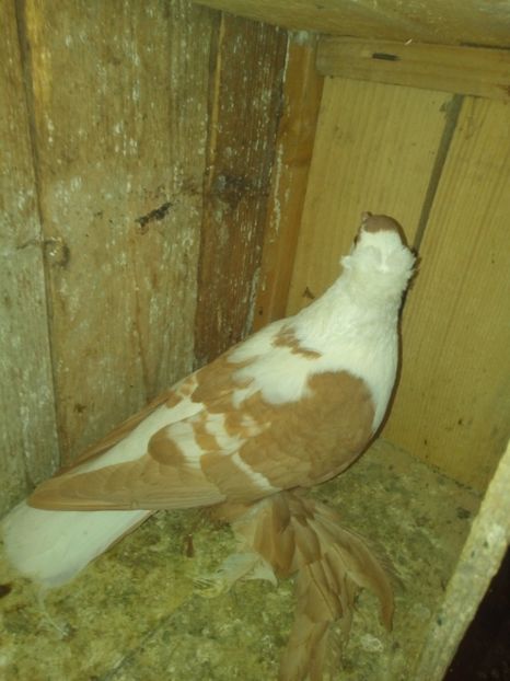  - randunele de saxonia