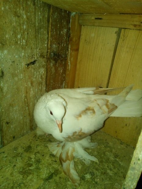  - randunele de saxonia