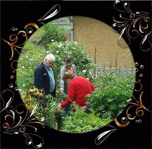 Voineasa 2014 - 2017