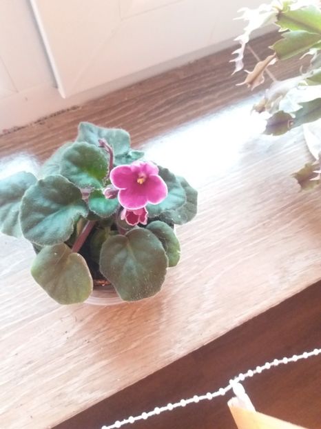 Violeta lu mama - Violete