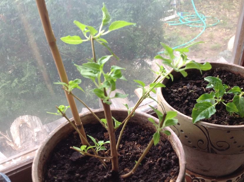 Blue Sarah - Tăiere de igienizare fucsia