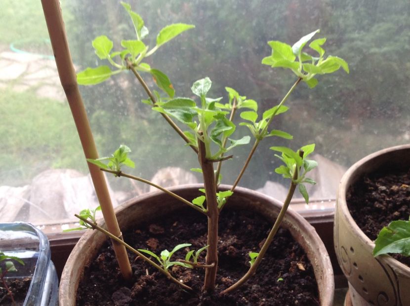 Blue Sarah - Tăiere de igienizare fucsia