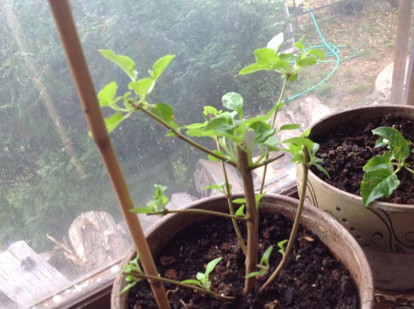 Blue Sarah - Tăiere de igienizare fucsia