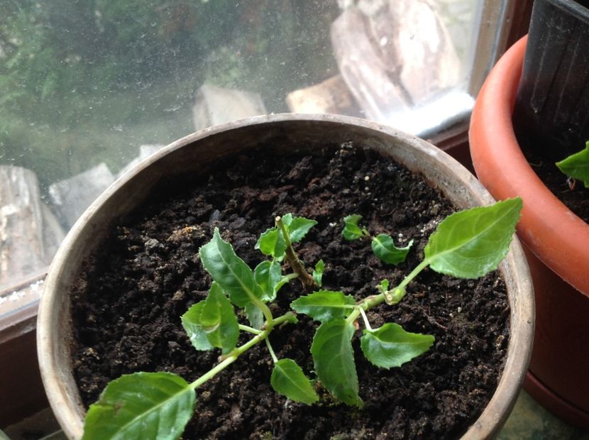 JGLorraine - Tăiere de igienizare fucsia