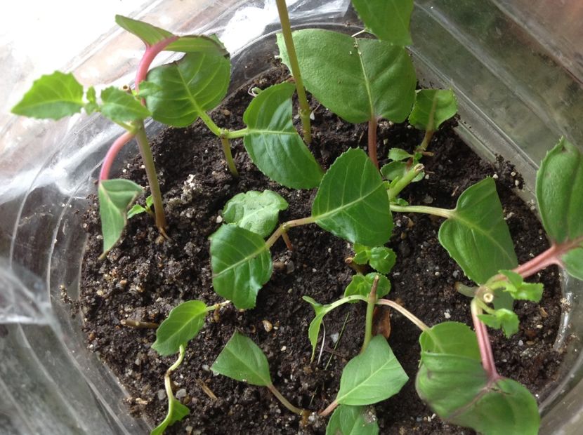  - Tăiere de igienizare fucsia