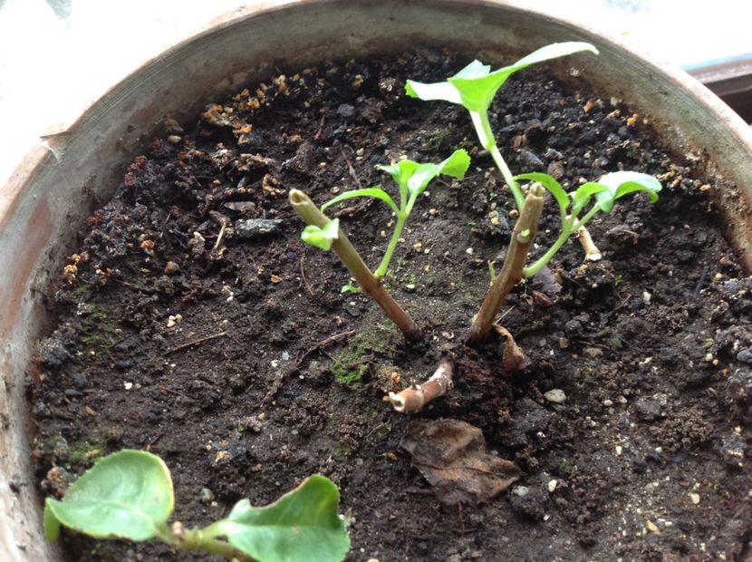 JG Avignon - Tăiere de igienizare fucsia