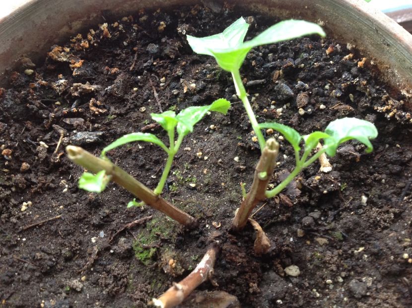 JG Avignon - Tăiere de igienizare fucsia